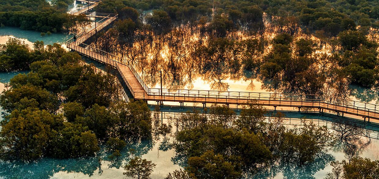 منظر الغروب في غابات القرم في أبوظبي