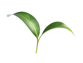 تعويض بصمتك الكربونية