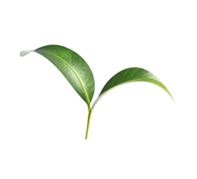 تعويض بصمتك الكربونية