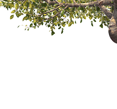 eco flight etihad airways