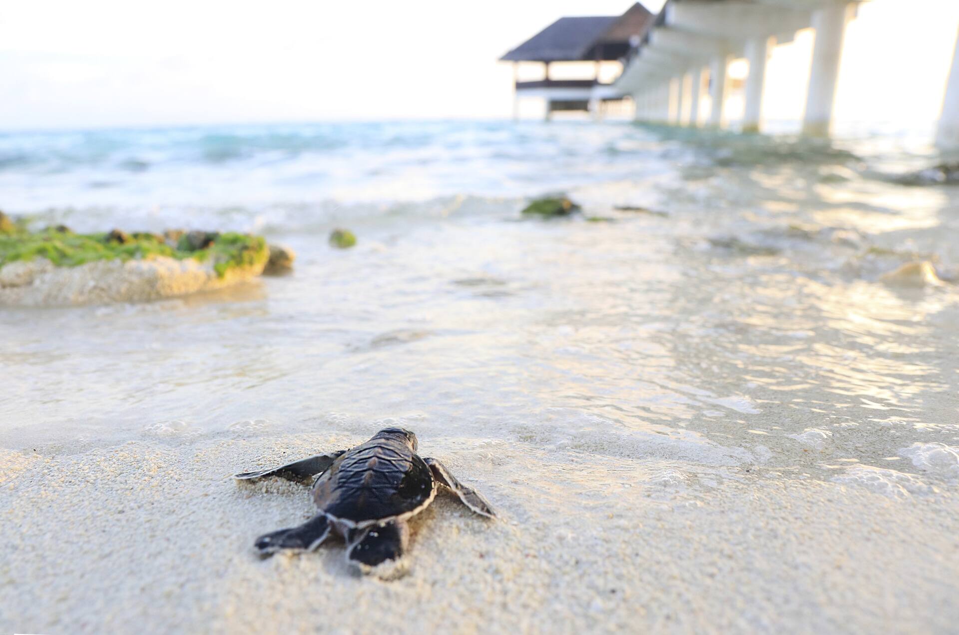baby turtle maldives
