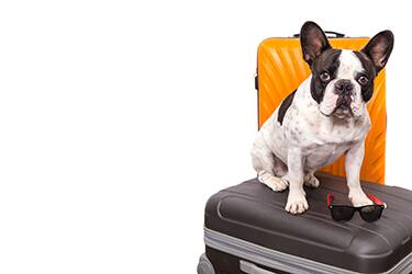 travel with pets etihad