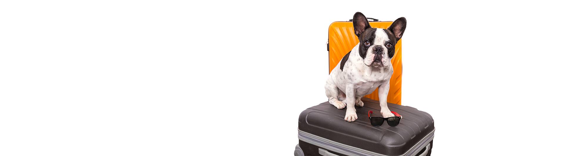 travel with pets etihad