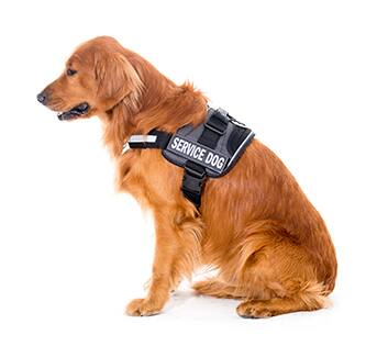 حيوان الخدمة على متن الاتحاد للطيران