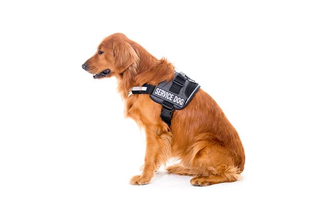 حيوان الخدمة على متن الاتحاد للطيران